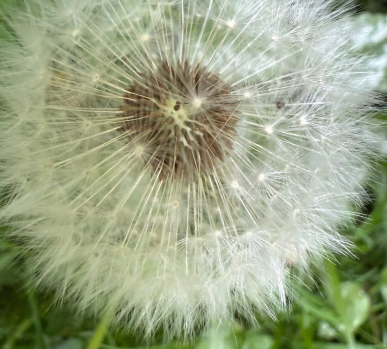 Ansicht einer Pusteblume von oben betrachtet